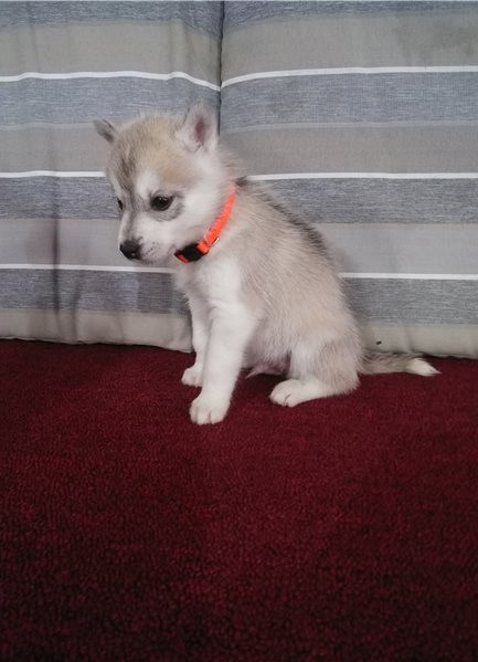 Excellent Siberian Husky Puppies for adoption Image eClassifieds4u