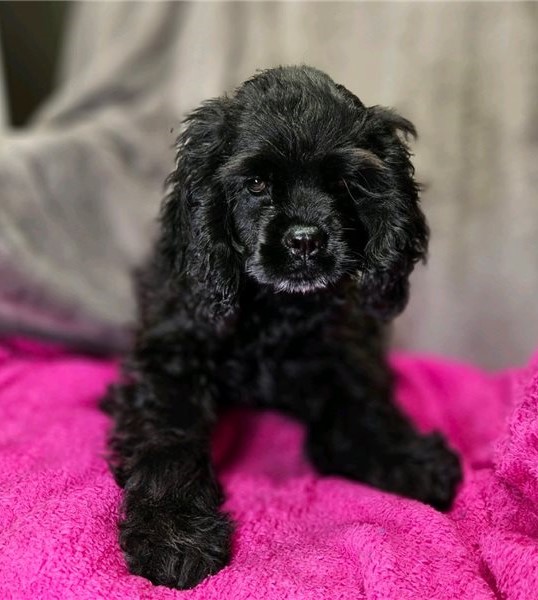 Gorgeous er Spaniel puppies available Image eClassifieds4u