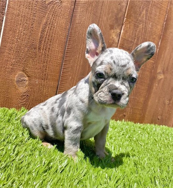 Gorgeous French Bulldog Puppies Image eClassifieds4u