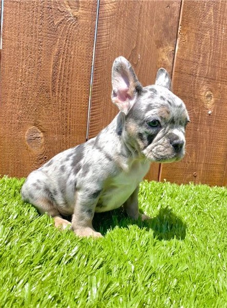 Gorgeous French Bulldog Puppies Image eClassifieds4u