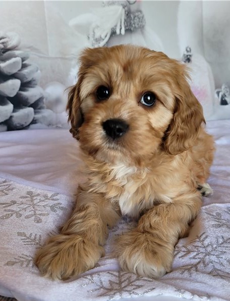 Healthy Registered Cavapoo puppies available Image eClassifieds4u