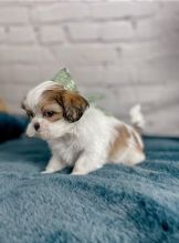 Adorable male and female Shih Tzu puppies ready for adoption Image eClassifieds4U