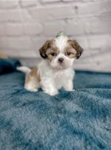 Beautiful and clean Shih Tzu Puppies Image eClassifieds4u 2