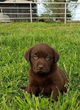 Beautiful Labrador Retriever Puppies available for re homing Image eClassifieds4u 2