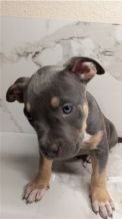 Blue nose American Pi tbull terrier puppies available Image eClassifieds4u 2