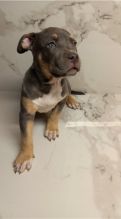 Blue nose American Pit bull terrier puppies available Image eClassifieds4u 2