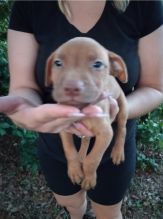 CKC PITBULL PUPPIES Image eClassifieds4u 2