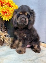 Cute er Spaniel puppies available Image eClassifieds4u 2