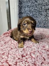 Dachshund Puppies available Image eClassifieds4U