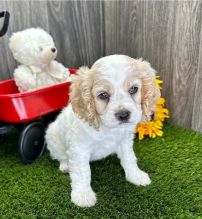 er Spaniel puppies available for new home Image eClassifieds4u 2