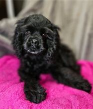 er Spaniel Puppies for Adoption Image eClassifieds4u 2