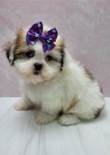 Fantastic Litter of Shih Tzu puppies Image eClassifieds4u 2