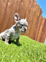 French Bulldog Puppies For Rehoming Image eClassifieds4u 2