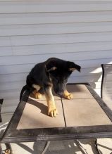 German Shepherd Puppies For Re-homing Image eClassifieds4u 2