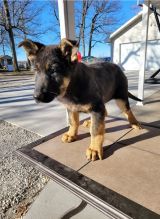 German Shepherd Puppies For Rehoming Image eClassifieds4u 2