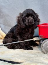 Gorgeous er Spaniel puppies available Image eClassifieds4u 2