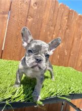 Gorgeous French Bulldog Puppies Image eClassifieds4u 2