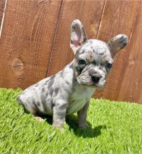 Gorgeous French Bulldog Puppies Image eClassifieds4U