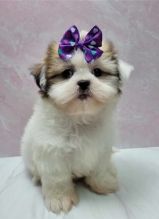Lovely Shih Tzu Puppies. Image eClassifieds4u 2