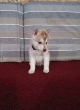 Male and female Siberian husky puppies Image eClassifieds4u 2