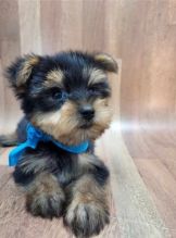 Male and Female Yorkshire Terrier Puppies For Adoption Image eClassifieds4U
