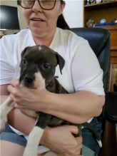 Pit Bull puppies ready for adoption Image eClassifieds4u 2