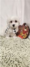 Pure White Maltese Puppies for New Homes Image eClassifieds4u 2