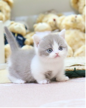sgtruy lovely and sexy Munchkin kittens Image eClassifieds4U
