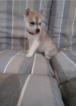 Siberian Husky Puppies Image eClassifieds4u 2