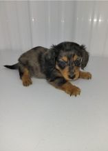 Smooth coat Dachshund Puppies available Image eClassifieds4u 2