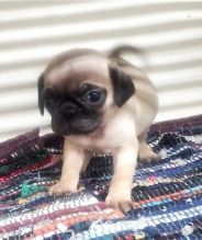 Trained Pug puppies for re-homing Image eClassifieds4u 2
