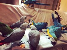 weery denis moline African grey and Blue and Gold Macaw parrots available now. Image eClassifieds4U