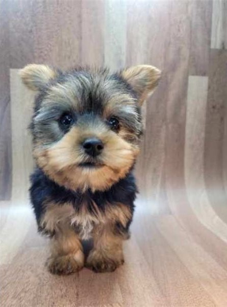MALE AND FEMALE YORKSHIRE TERRIER PUPPIES AVAILABLE Image eClassifieds4u