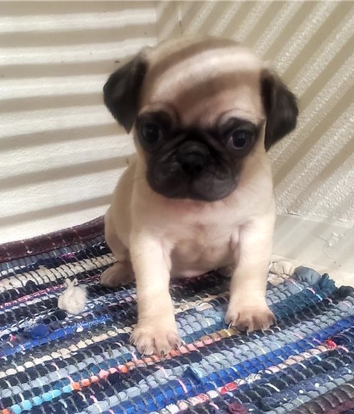 Pug puppies available for adoption. Image eClassifieds4u
