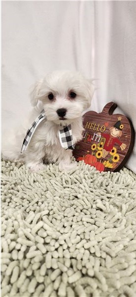 Pure White Maltese Puppies for New Homes Image eClassifieds4u