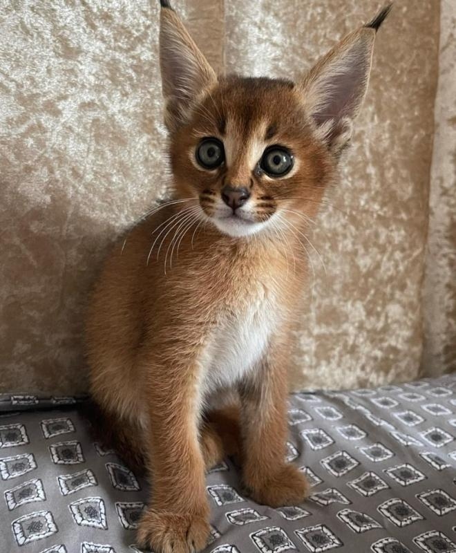 SFRG will train caracal kittens Image eClassifieds4u