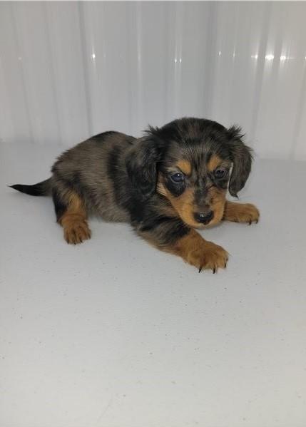 Smooth coat Dachshund Puppies available Image eClassifieds4u