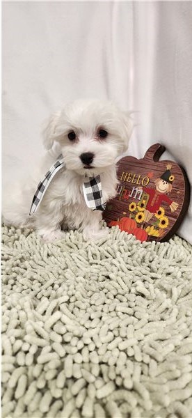 Special and great Maltese puppies. Image eClassifieds4u