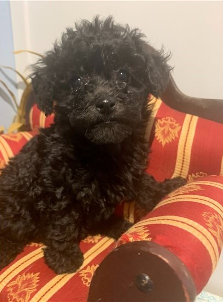 Toy Poodle Puppies Ready For Their New Home Image eClassifieds4u