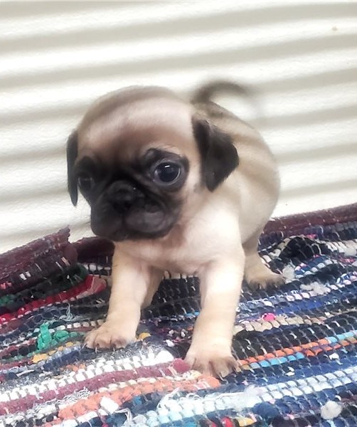 Trained Pug puppies for re-homing Image eClassifieds4u