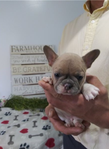 Two Lovely French Bulldog puppies available. Image eClassifieds4u