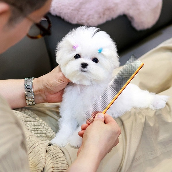 ^^Angelic Pritty Pom Puppy^^ Image eClassifieds4u