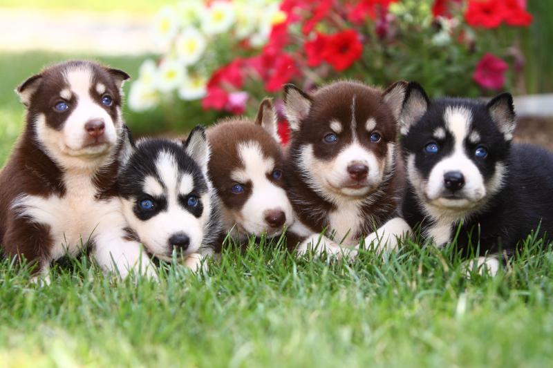 ^Blues Eyes Siberian Huskies puppies^^ Image eClassifieds4u