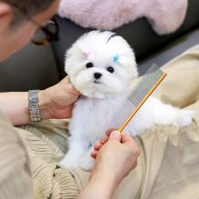 ^^Angelic Pritty Pom Puppy^^