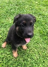 Adorable German Shepherd Puppies