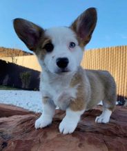 Affordable Pembroke Welsh Corgis