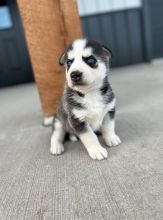 ASFERTRHB Purebred Siberian Huskies Puppies