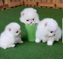 asfrtth FLUFFY POMERANIANS