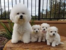 Beautiful Litter Of Bichon Frise Pups.