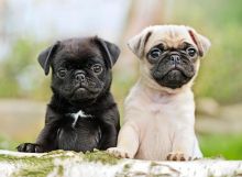 Beautiful Registered Pug Puppies